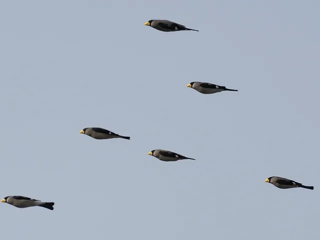 野鳥の写真