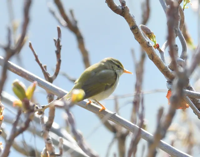 野鳥の写真
