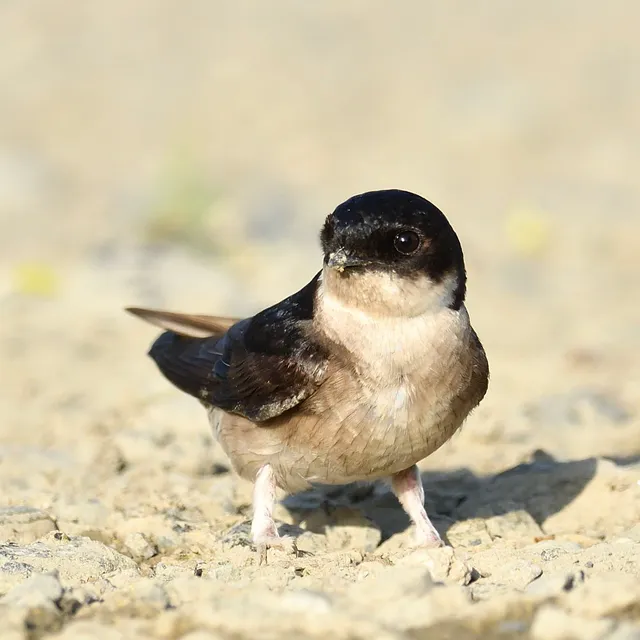 野鳥の写真
