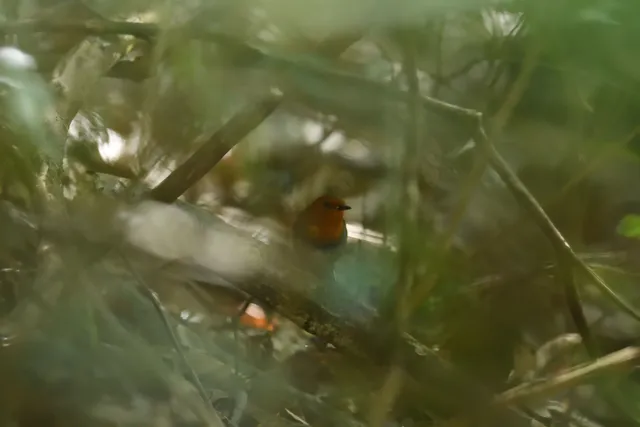 野鳥の写真
