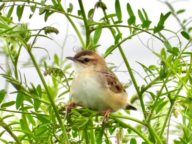 野鳥の写真