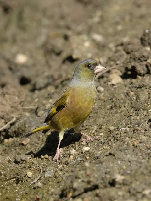 野鳥の写真