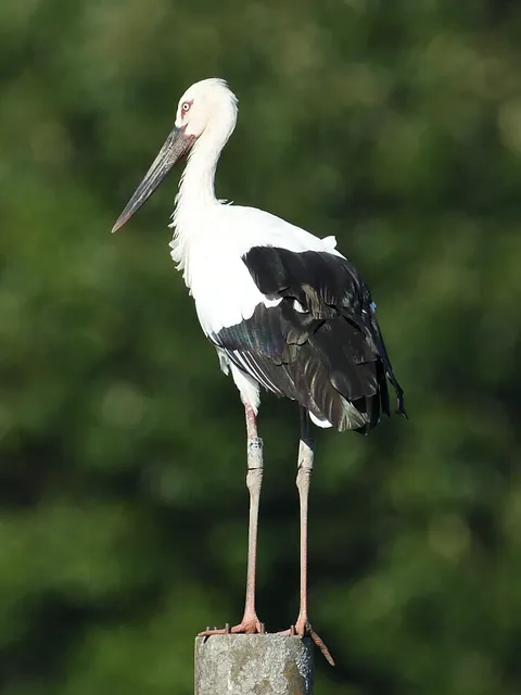 野鳥の写真