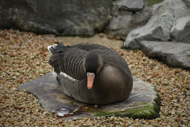 野鳥の写真