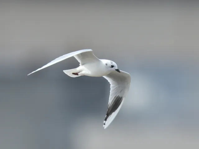野鳥の写真