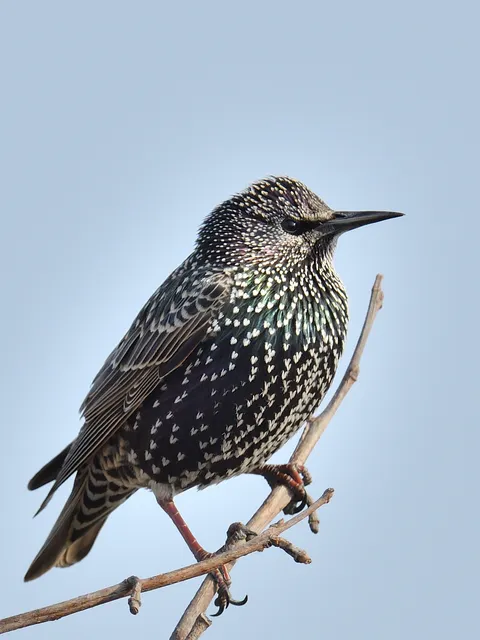 野鳥の写真