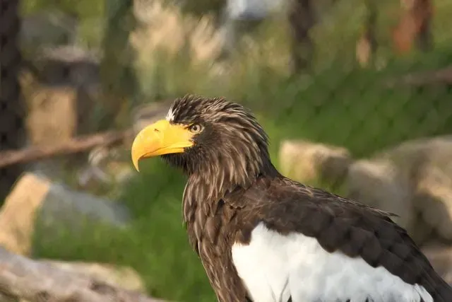 Species Image