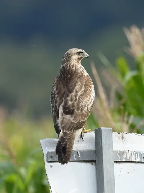 野鳥の写真