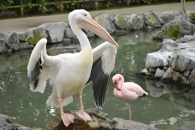 野鳥の写真