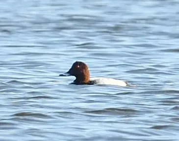 Species Image