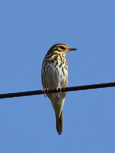 野鳥の写真