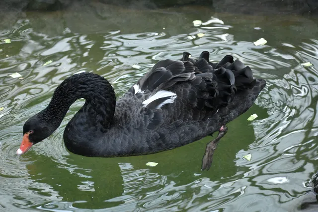 野鳥の写真