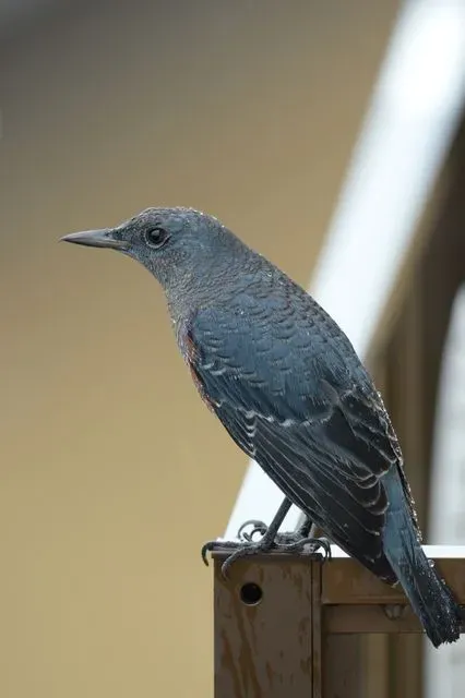 Species Image