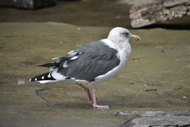 野鳥の写真