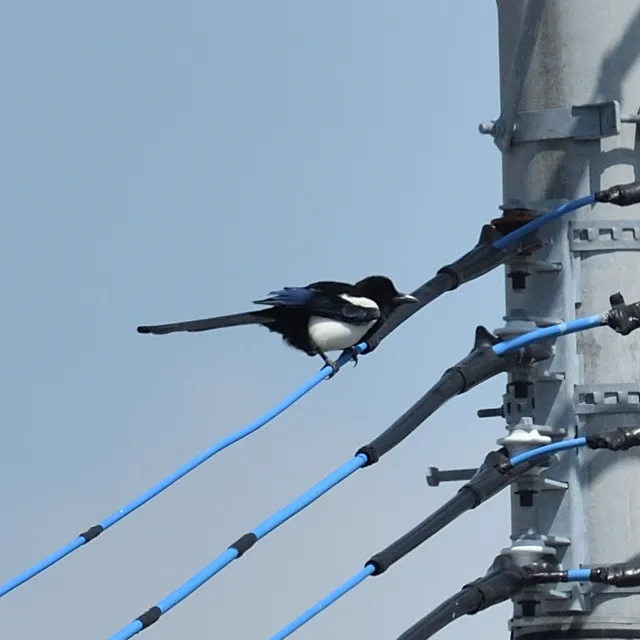 野鳥の写真