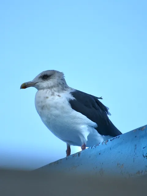 野鳥の写真