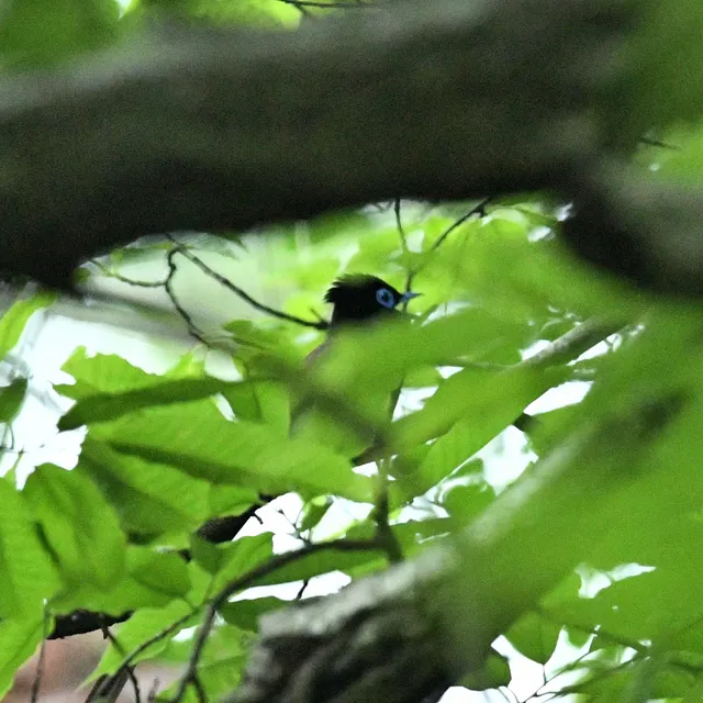 野鳥の写真