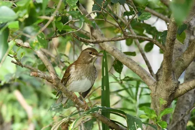 Species Image