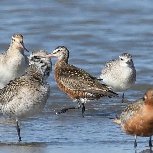 Species Image