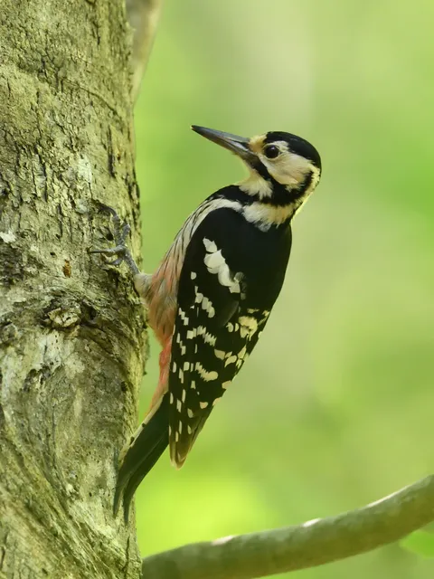 野鳥の写真