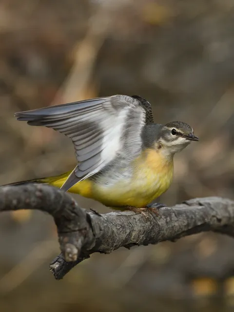野鳥の写真