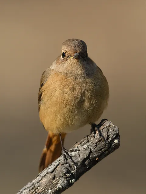 野鳥の写真