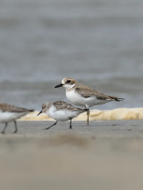 野鳥の写真
