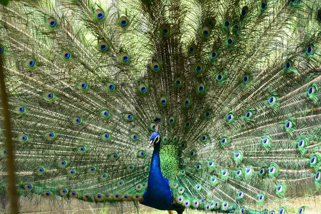 野鳥の写真
