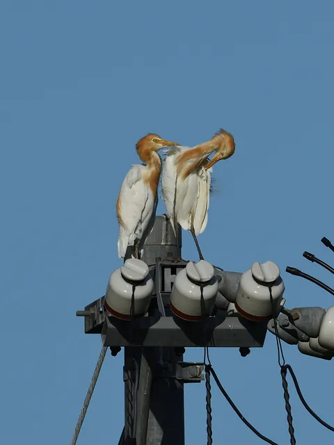 野鳥の写真