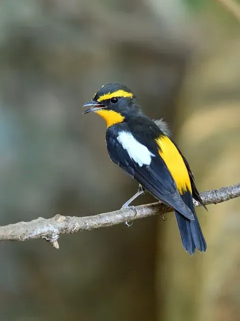 Species Image