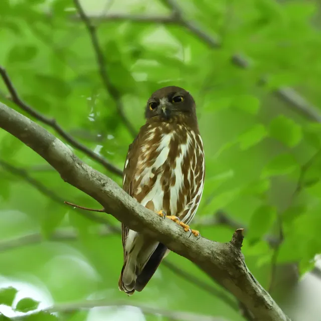 野鳥の写真