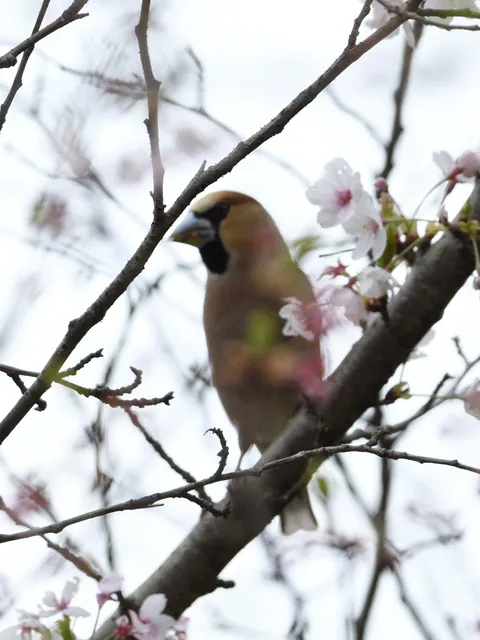 野鳥の写真