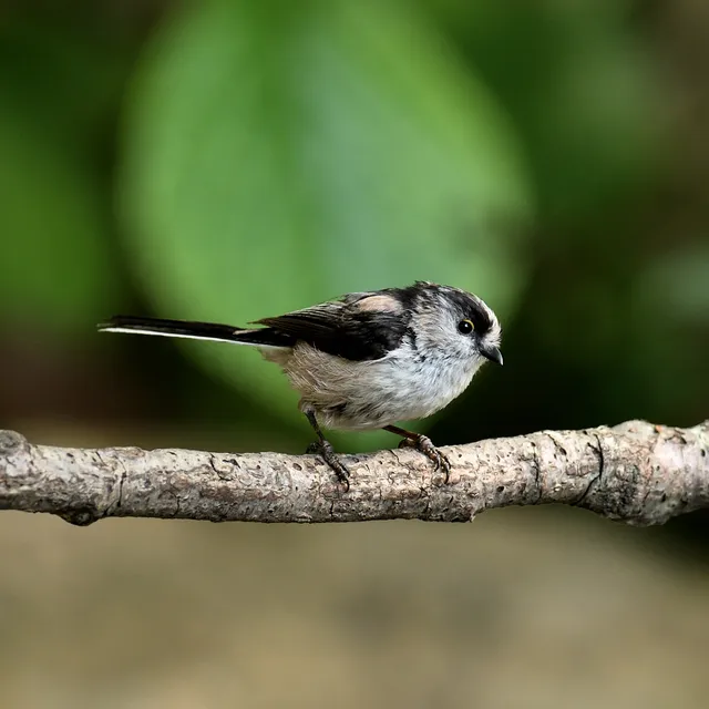 野鳥の写真