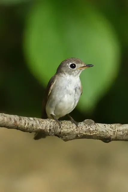 野鳥の写真