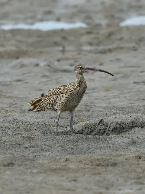 Species Image