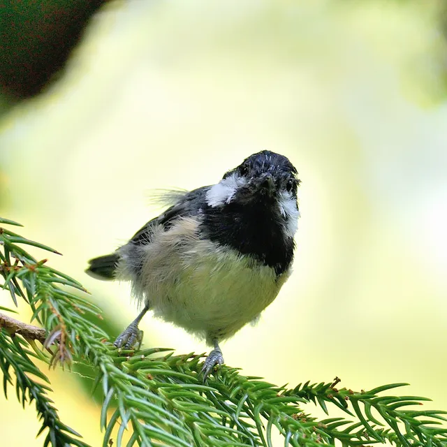 野鳥の写真