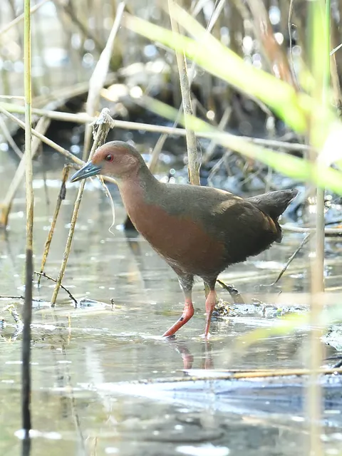 野鳥の写真