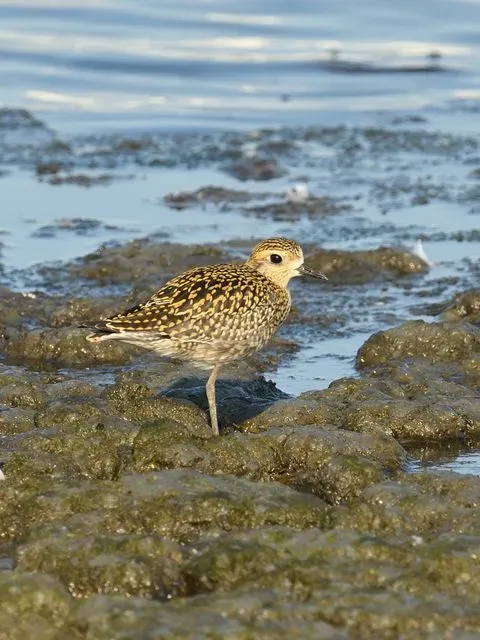 Species Image
