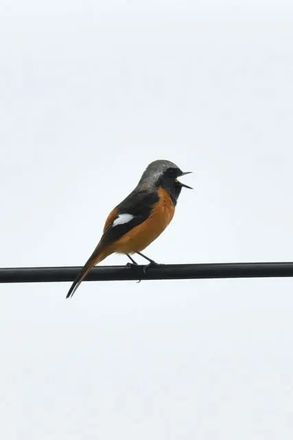 Species Image
