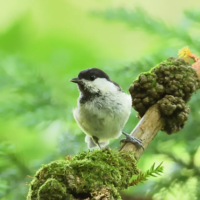 野鳥の写真