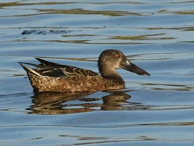 Species Image
