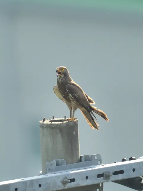 Species Image