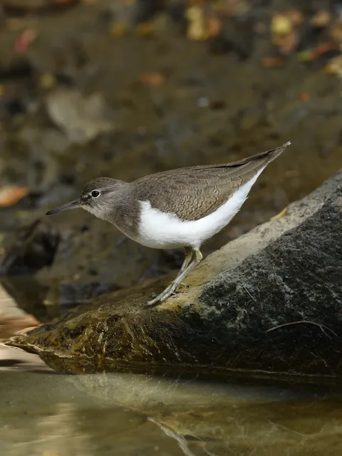 野鳥の写真