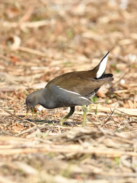 野鳥の写真