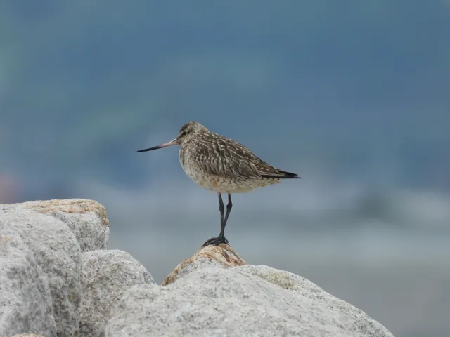 野鳥の写真