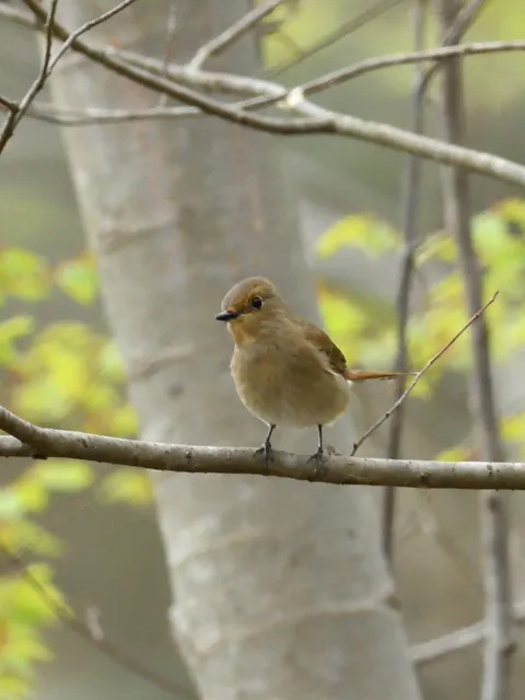 野鳥の写真