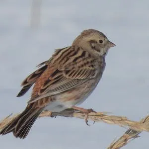Species Image