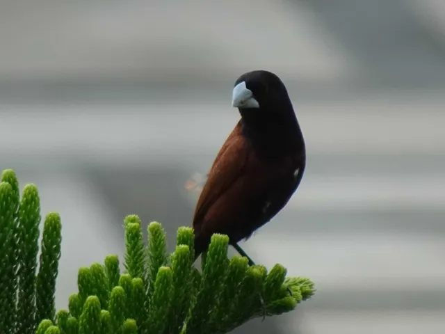 Species Image