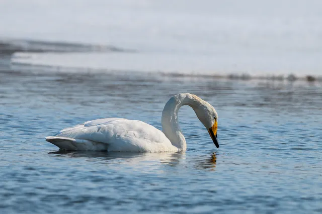 Species Image