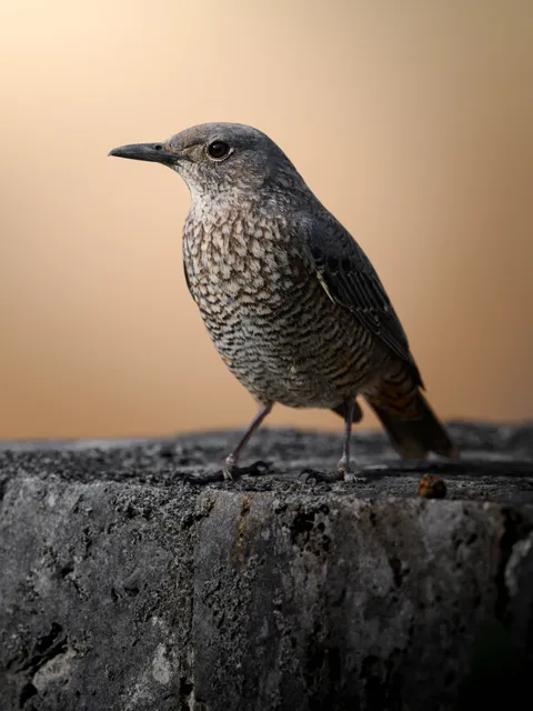 Species Image